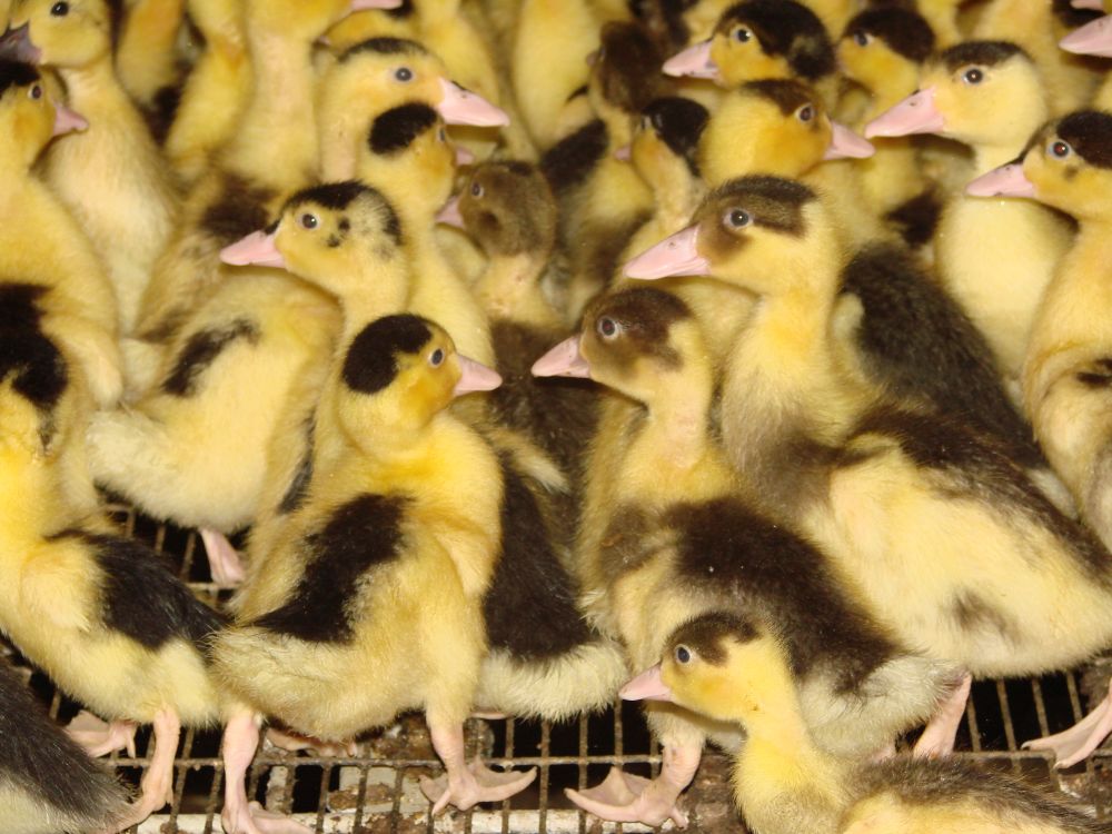 ferma kaczek - bytnar.pl