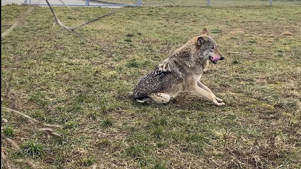 wilk autostrada komorniki poznań - MotoSygnały/Konrad