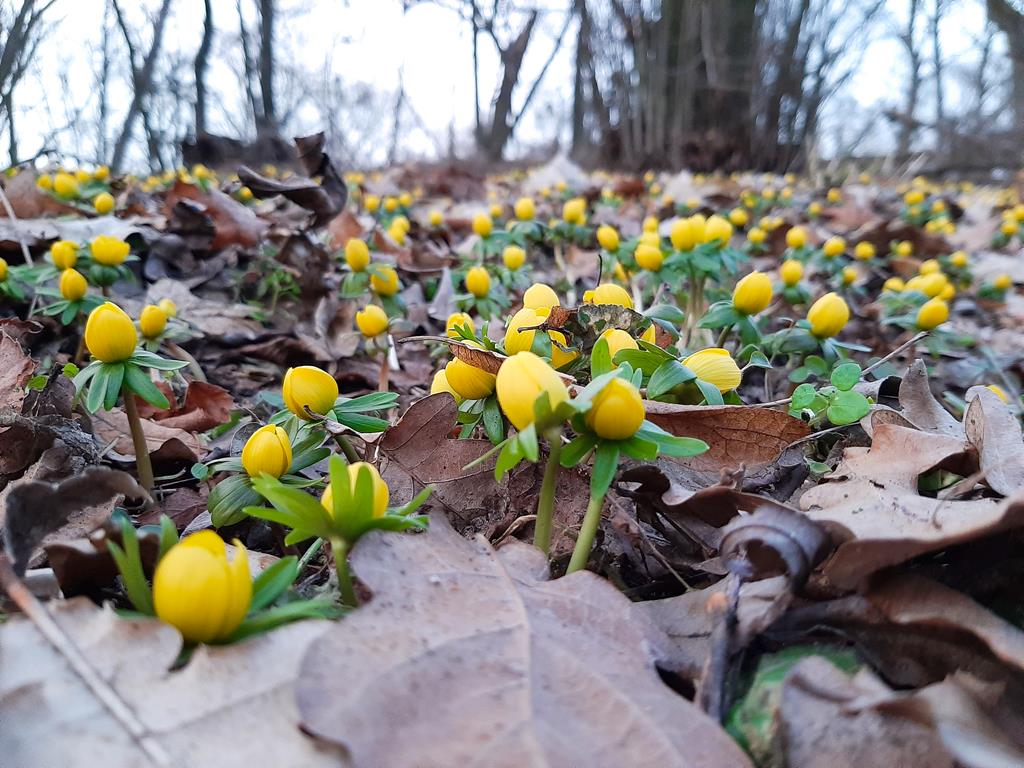 ranniki łopuchówko - Jacek Trembiński
