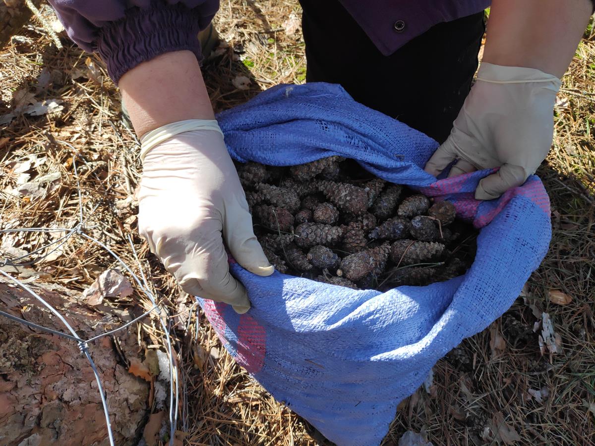 piła szyszki szyszkobranie - Przemysław Stochaj - Radio Poznań