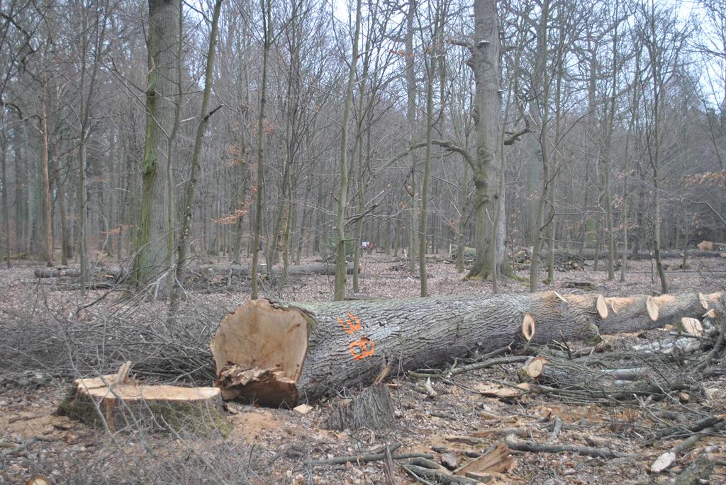 wycinka drzew porażyn pałac - Słuchacz 