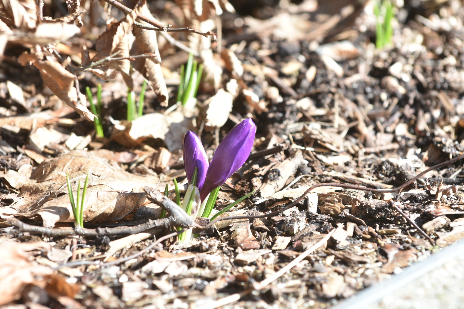 cytadela kwiaty krokusy  - Wojtek Wardejn