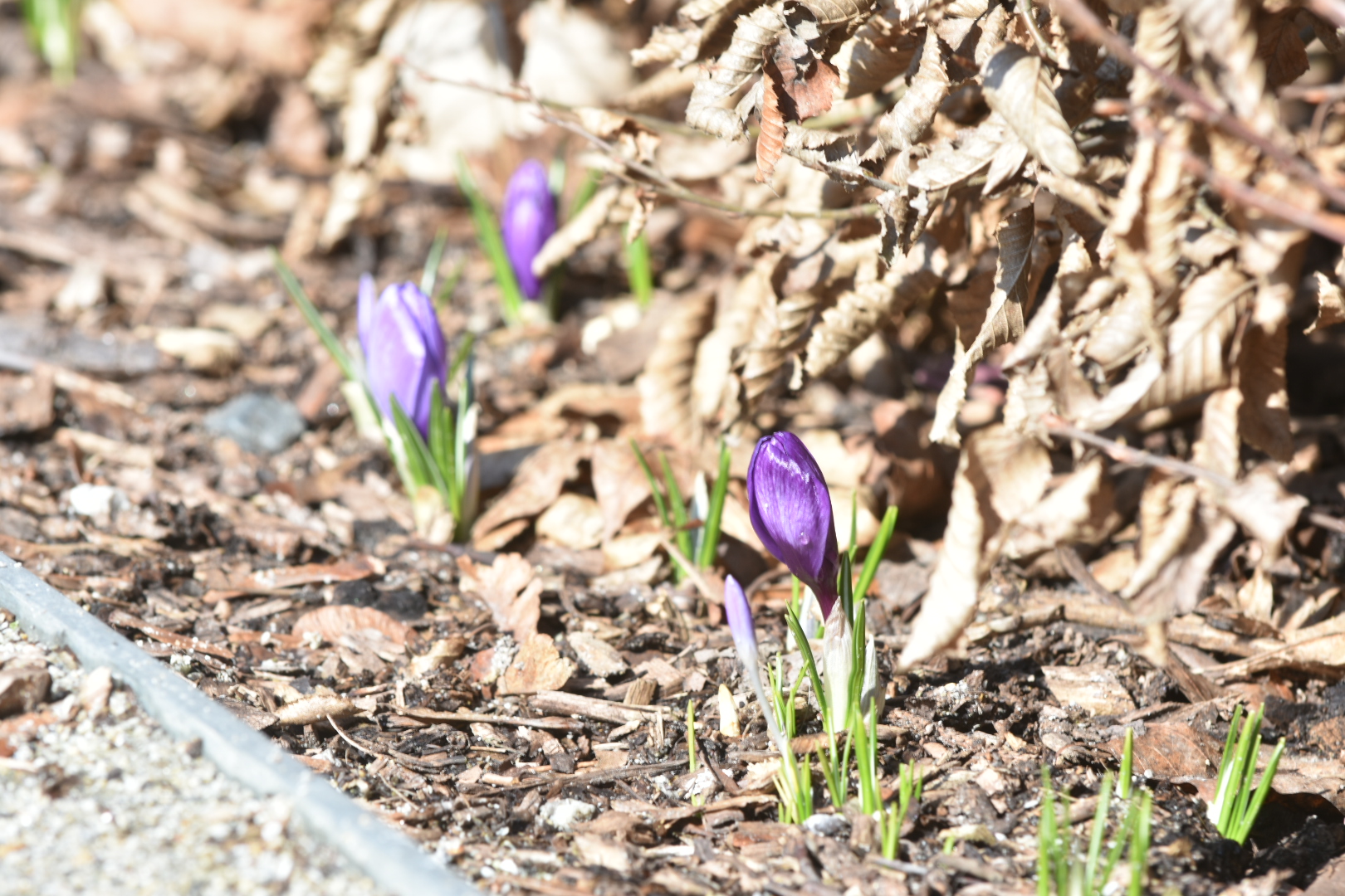cytadela kwiaty krokusy  - Wojtek Wardejn