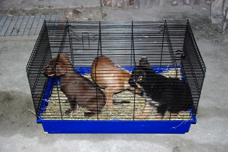 Psy w klatce - Policja/Gostyń