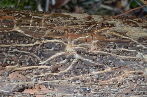 kornik ostrozębny - M. Lagiera