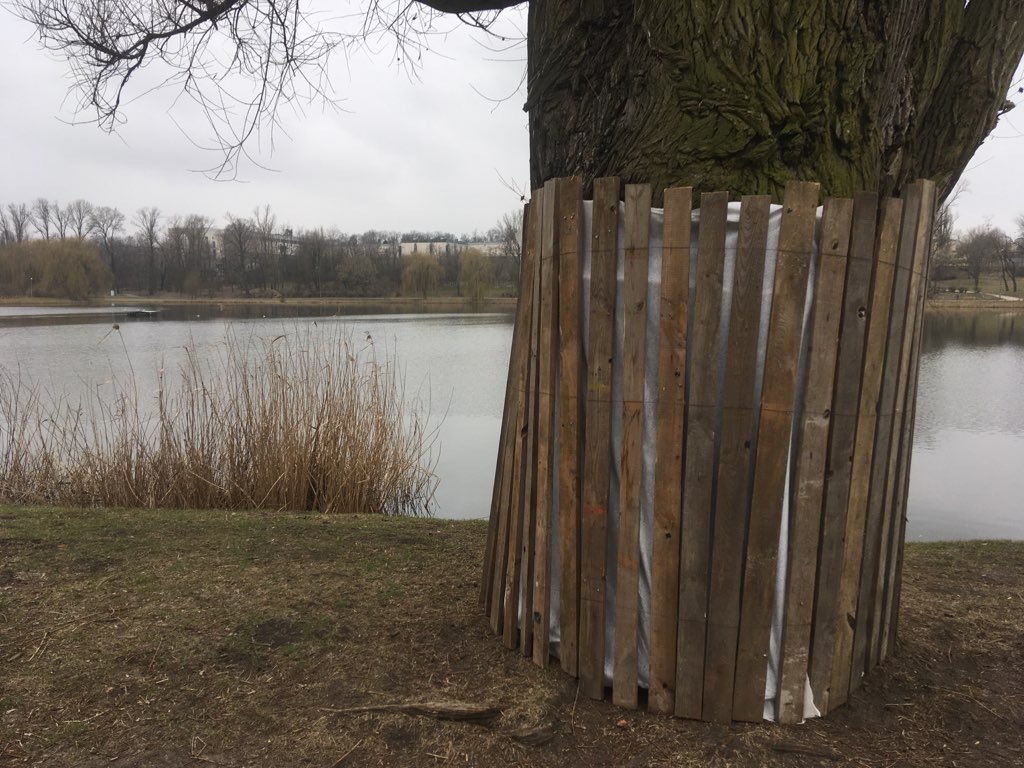wycinka drzew jezioro jelonek gniezno - Rafał Muniak