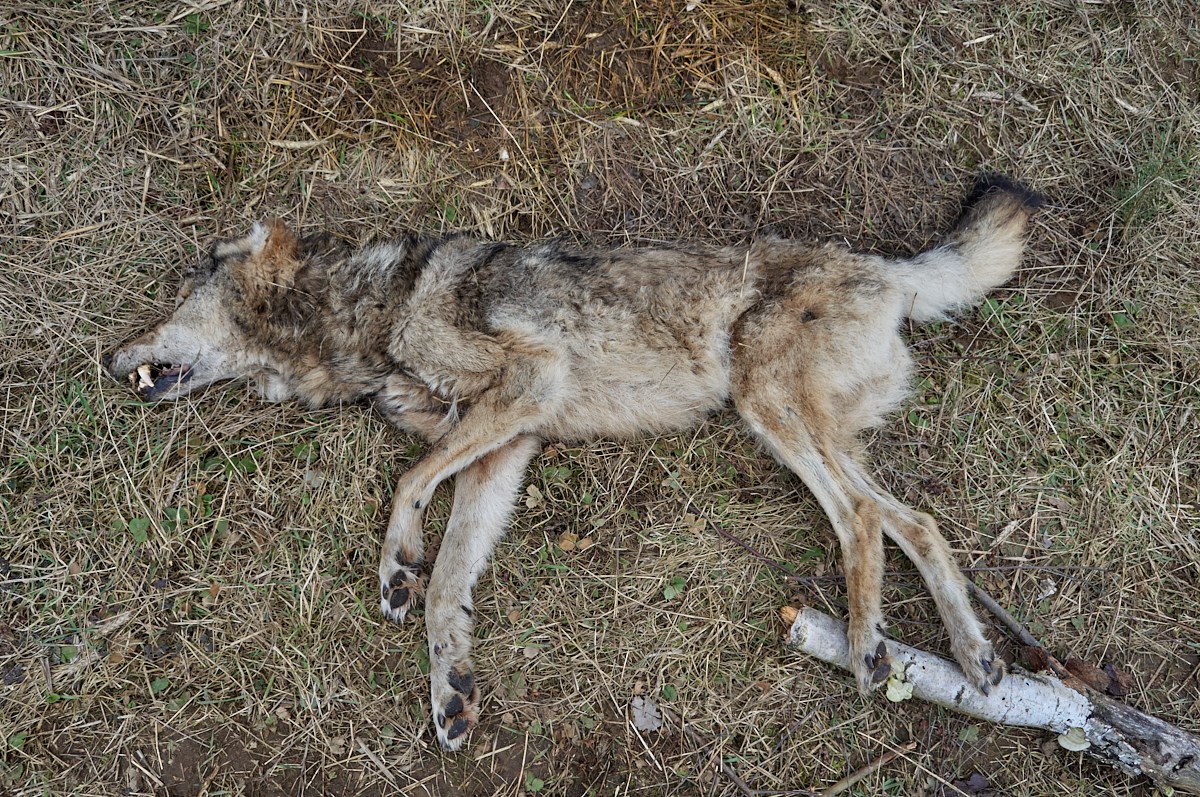 martwy wilk Nadleśnictwo Bolewice - Nadleśnictwo Bolewice