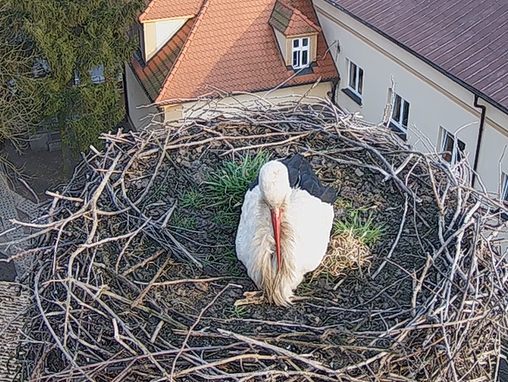pierwszy bocian gniazdo przygodzice  - www.bociany.przygodzice.pl