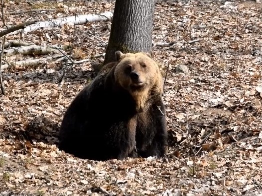 Niedźwiedzica Gienia zoo poznań  - FB: Zoo Poznań
