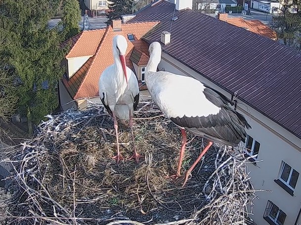 bociany przygodzice  - www.bociany.przygodzice.pl