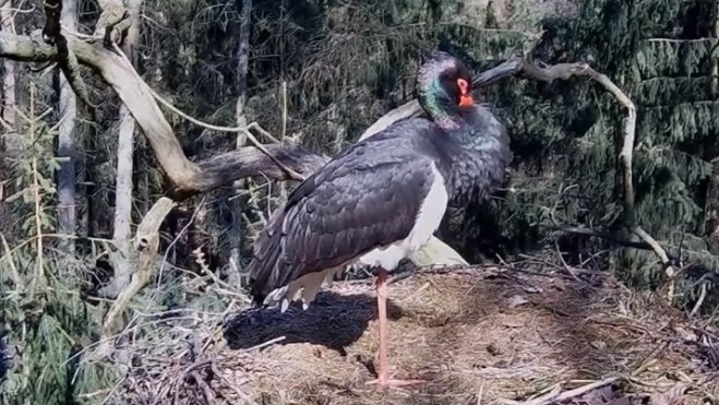 nutek bocian czarny sieraków  - YT: Terka Busz