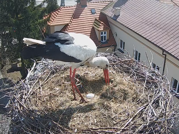 bocianie gniazdo przygodzice jajo - www.bociany.przygodzice.pl