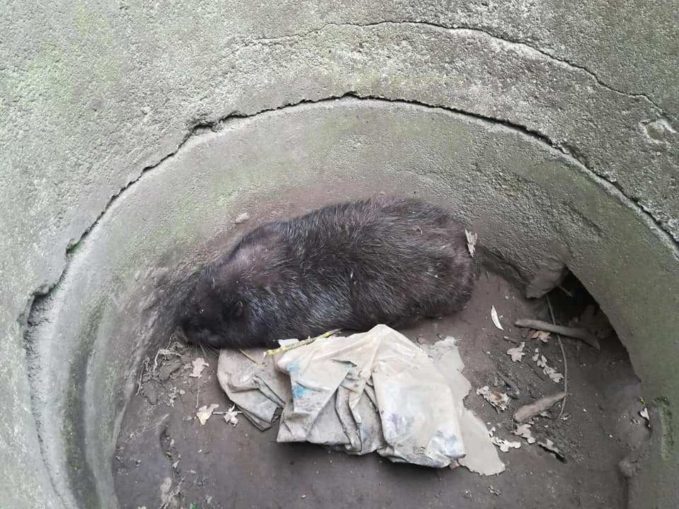 bóbr w studzience  - Ochotnicza Straz Pozarna w Chrzypsko Wielkie - OSP KSRG