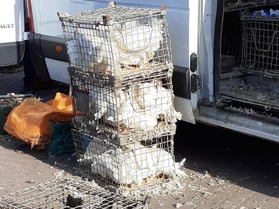 targowisko piła zwierzęta  -  Stowarzyszenie Otwarte Ramiona