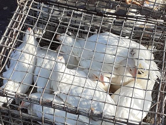 Stowarzyszenie Otwarte Ramiona