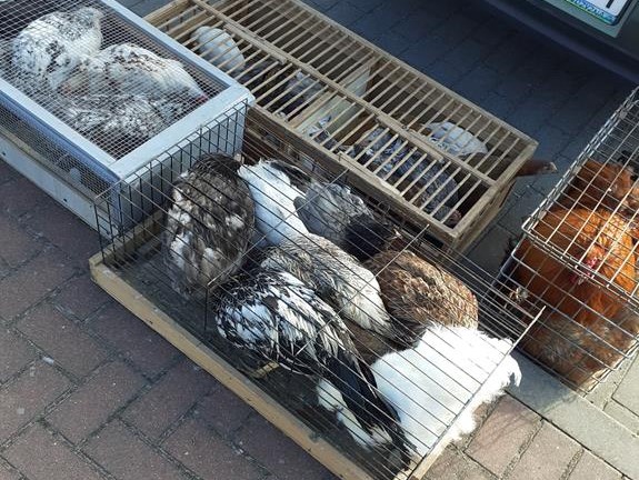 Stowarzyszenie Otwarte Ramiona