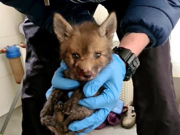 ranna lisiczka policja  - Wielkopolska Policja 