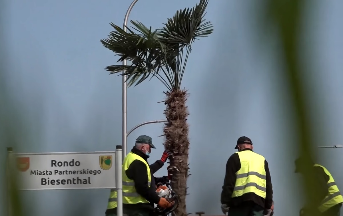 palma nowy tomyśl - Gmina Nowy Tomyśl