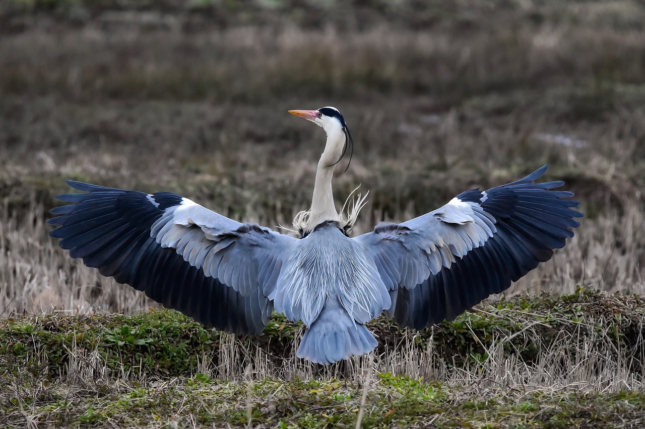 czapla siwa  - Pixabay