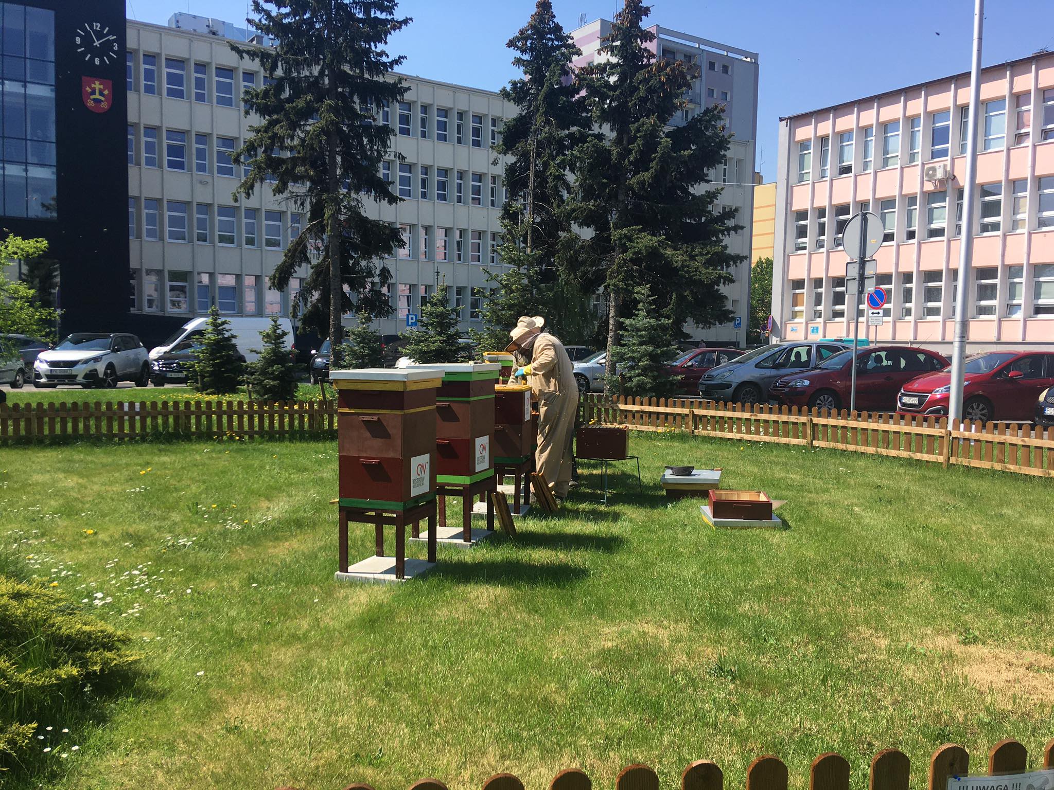 miejskie pasieki ule ostrów - Danuta Synkiewicz