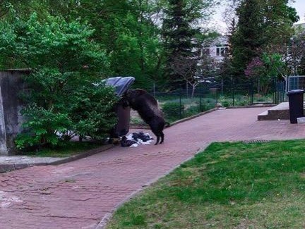 dziki rataje - Poznań Dziki Rataje