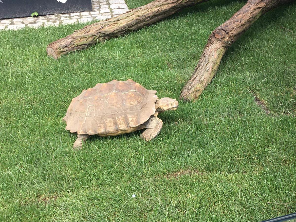 żółwi dom stare zoo - Jacek Butlewski - Radio Poznań