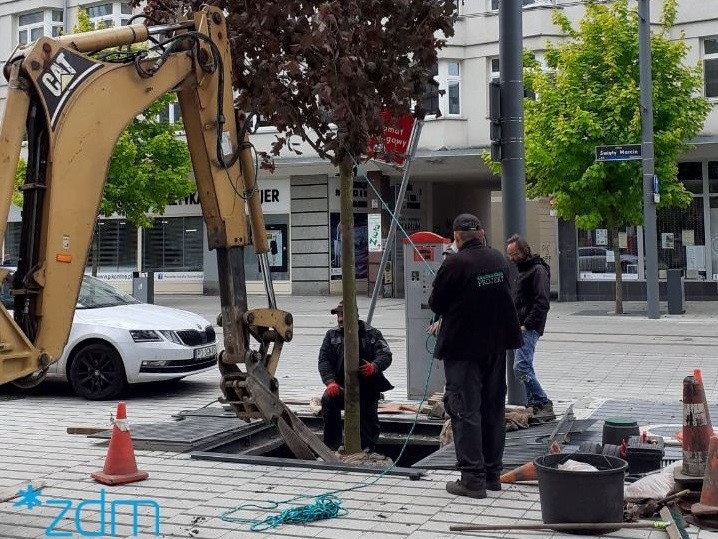 martwe drzewo święty marcin - ZDM