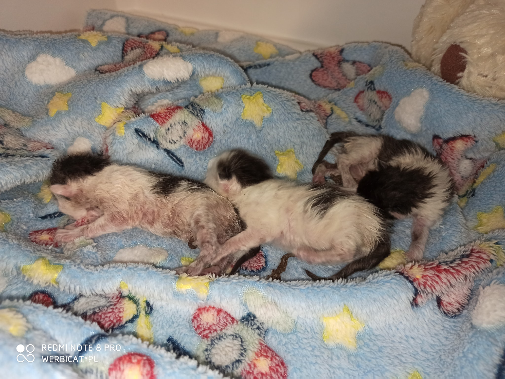 koty w śmietniku piła - Szpitalik dla Kociąt w Pile Artura i Małgosi