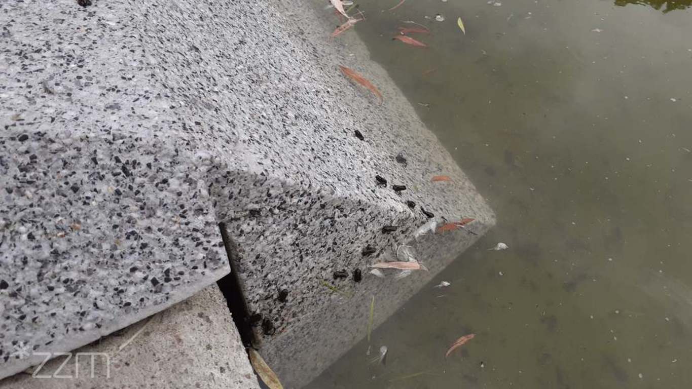 małe ropuszki ropuchy  - ZZM