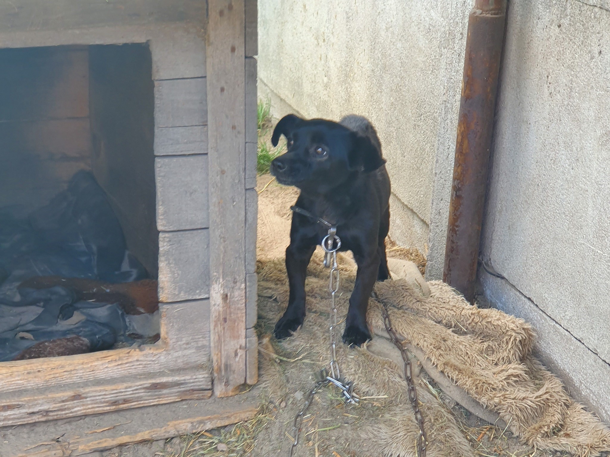 zoofil sośnica - Kaliskie Stowarzyszenie Pomocy Dla Zwierząt Help Animals