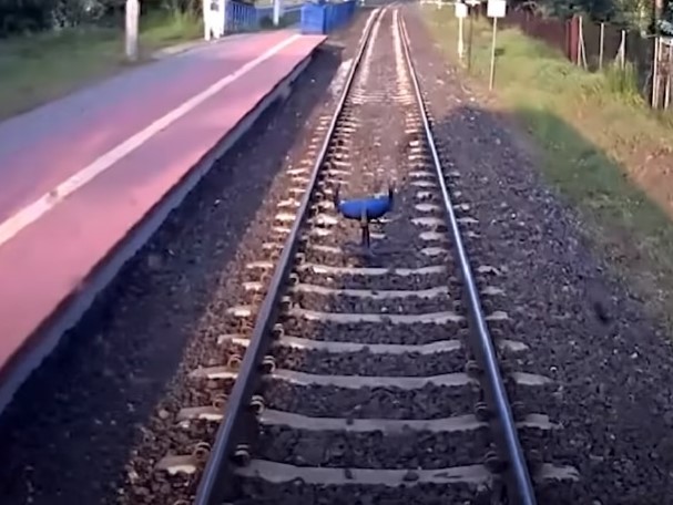 przedmioty na torach krzesło na torach - YT: Koleje Wielkopolskie sp z o.o.