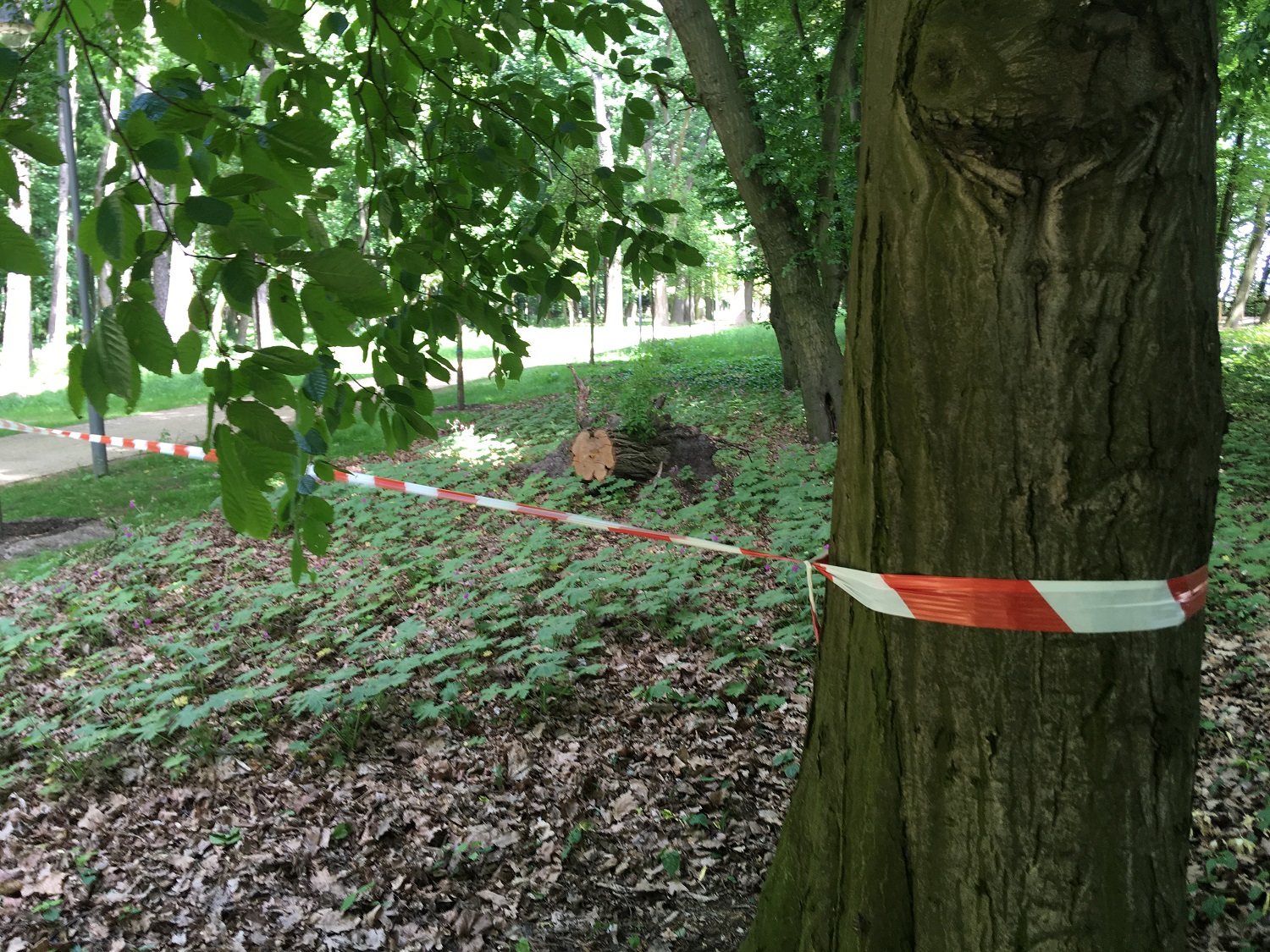 zakaz wstępu larwy - Rafał Regulski