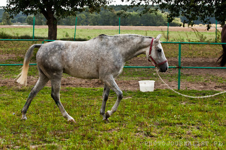 Koń Walor - skradziony - Policja/Poznań