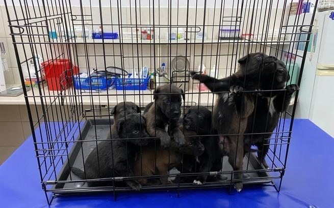 porzucone psy - www.ratujemyzwierzaki.pl