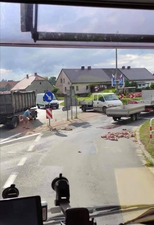 agrounia świnie szczątki - AGROunia - Facebook