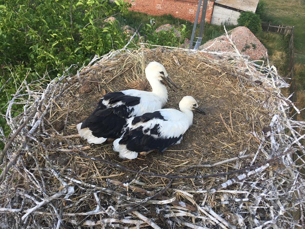 bocian bociany orzechowo - Rafał Regulski