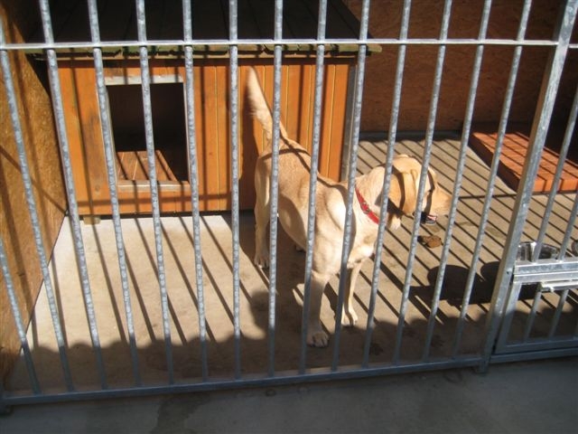 Schronisko dla zwierząt w Lesznie - Jacek Marciniak