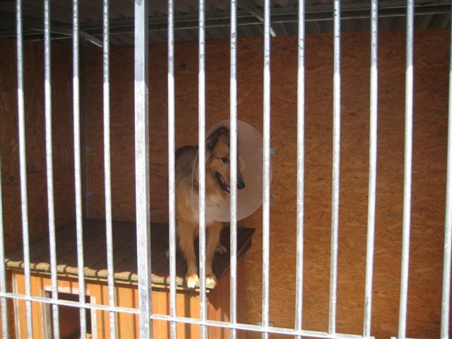 Schronisko dla zwierząt w Lesznie - Jacek Marciniak