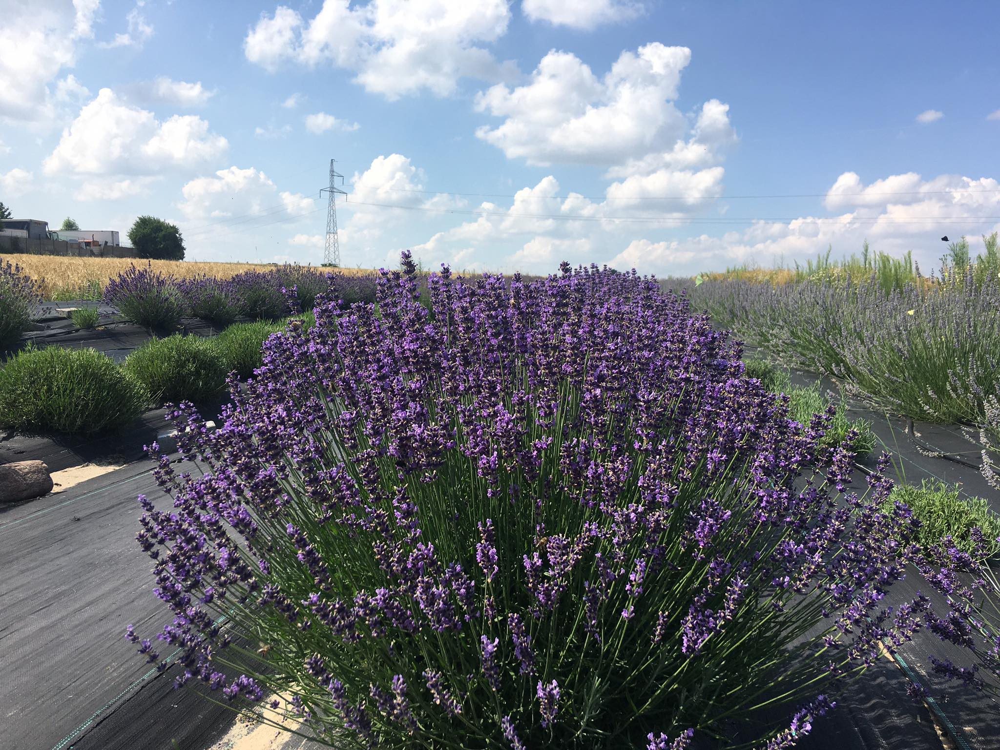 pole lawendy lawenda pleszew - Danuta Synkiewicz