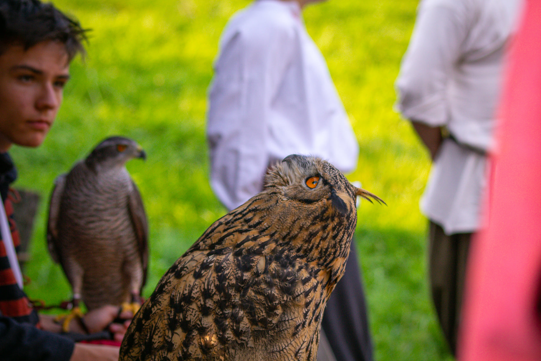 jastrząb Muzeum Okręgowe Ziemi Kaliskiej - Muzeum Okręgowe Ziemi Kaliskiej