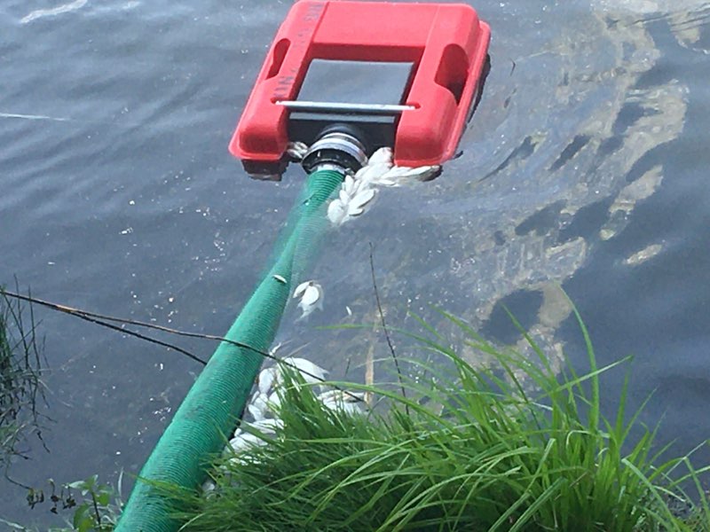 przyducha jezioro jelonek - Rafał Muniak