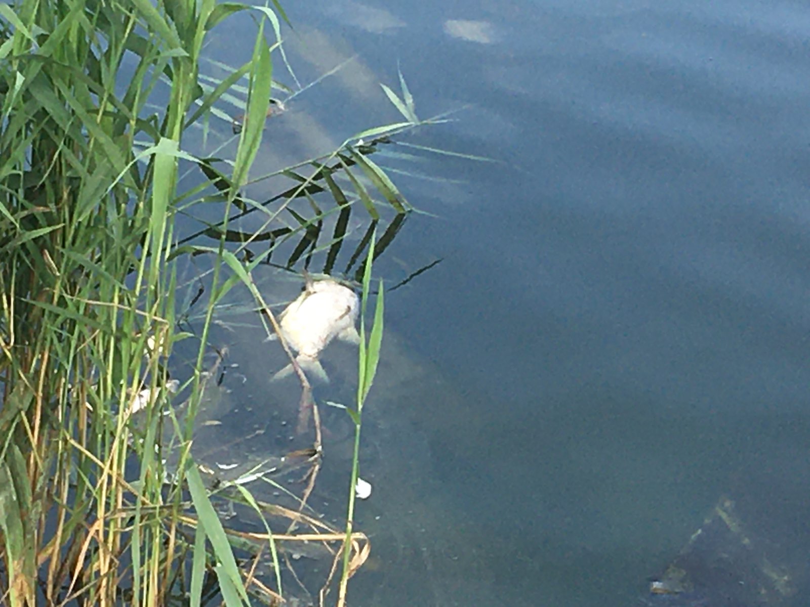 śnięte ryby jezioro jelonek - Rafał Muniak