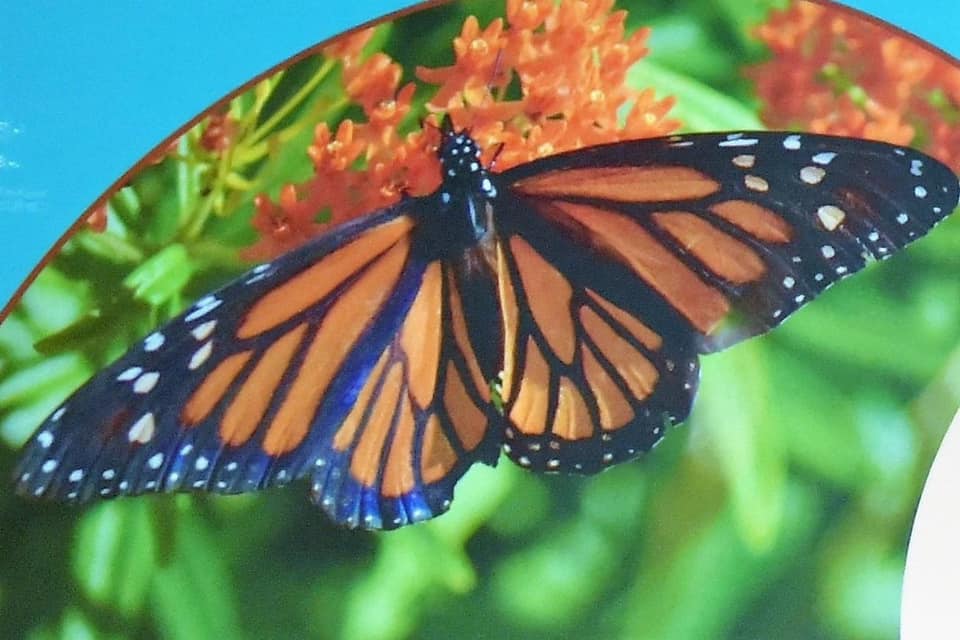 Muzeum Arkadego Fiedlera skradziony motyl  - Muzeum Arkadego Fiedlera