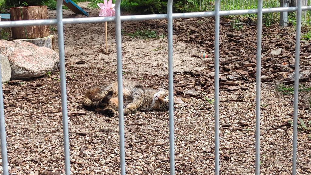 schronisko piła kot  - Przemysław Stochaj