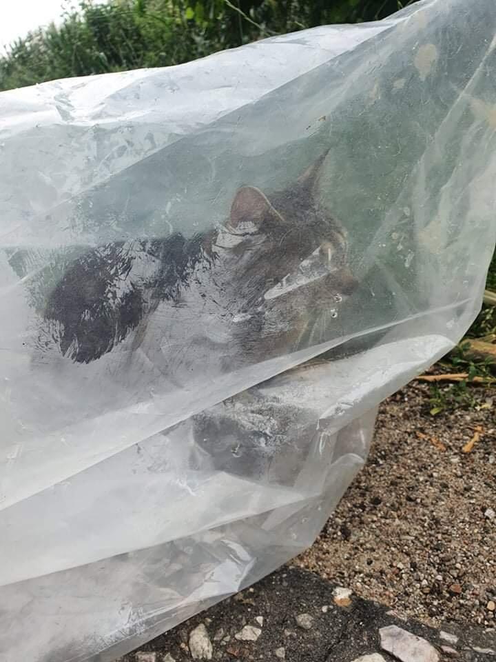 piła kot w worku - FB Pilanie