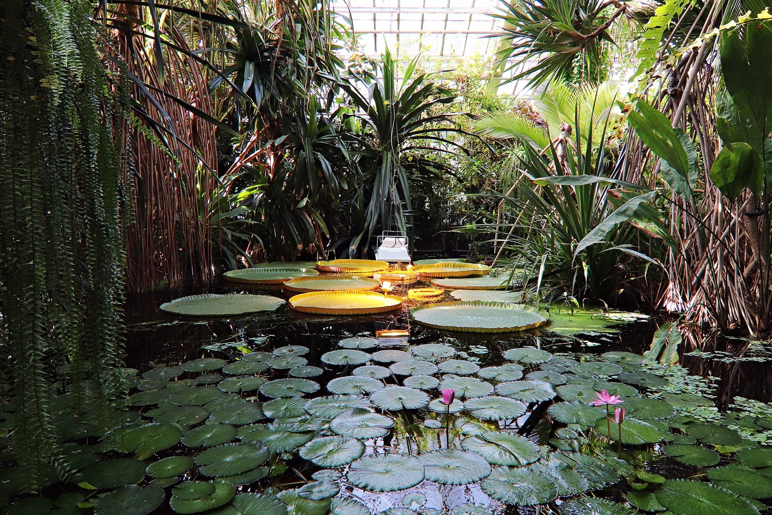 palmiarnia poznańska - UMP