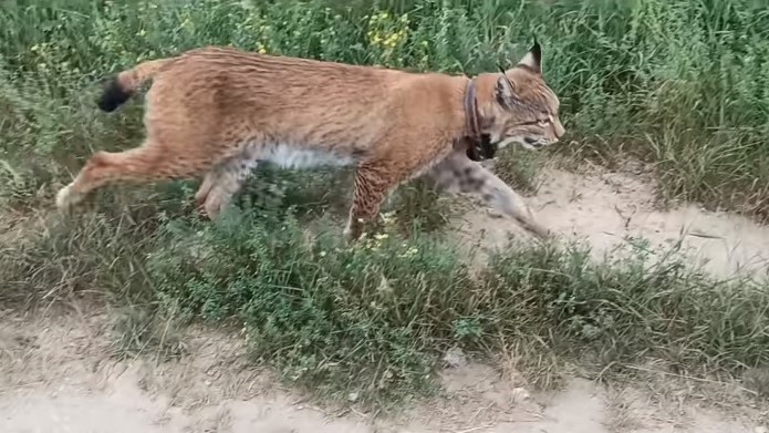 ryś gmina trzcianka  - Michał Kunysz - Nadleśnictwo Trzcianka, Lasy Państwowe
