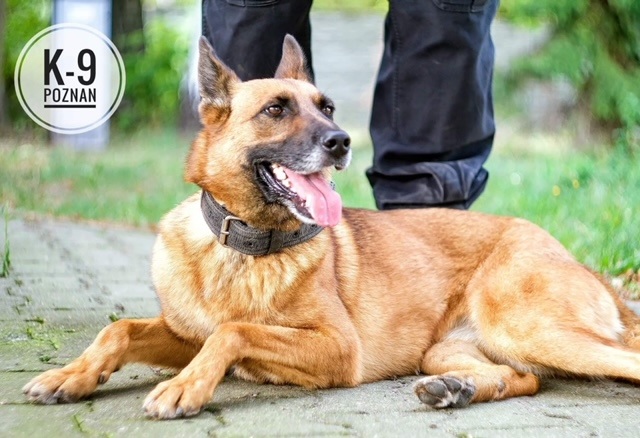 pies tropiący k9  - K-9 Poznań