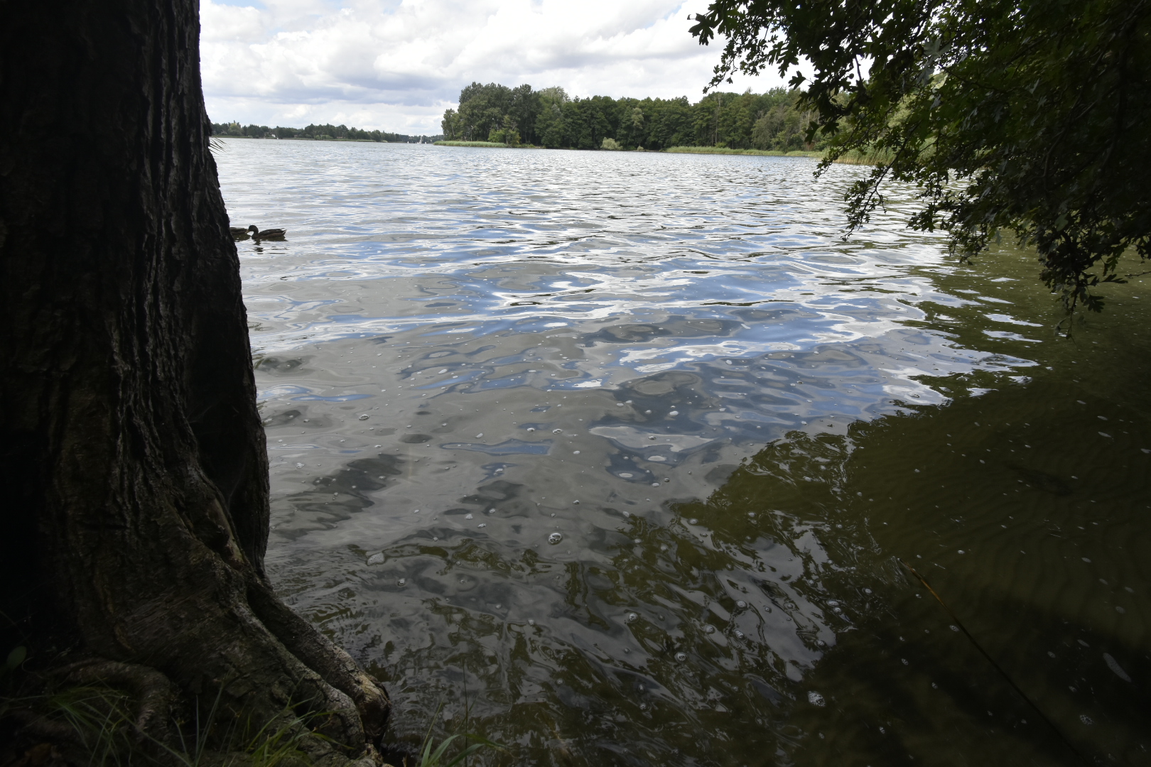 jezioro kierskie kiekrz - Wojtek Wardejn - Radio Poznań