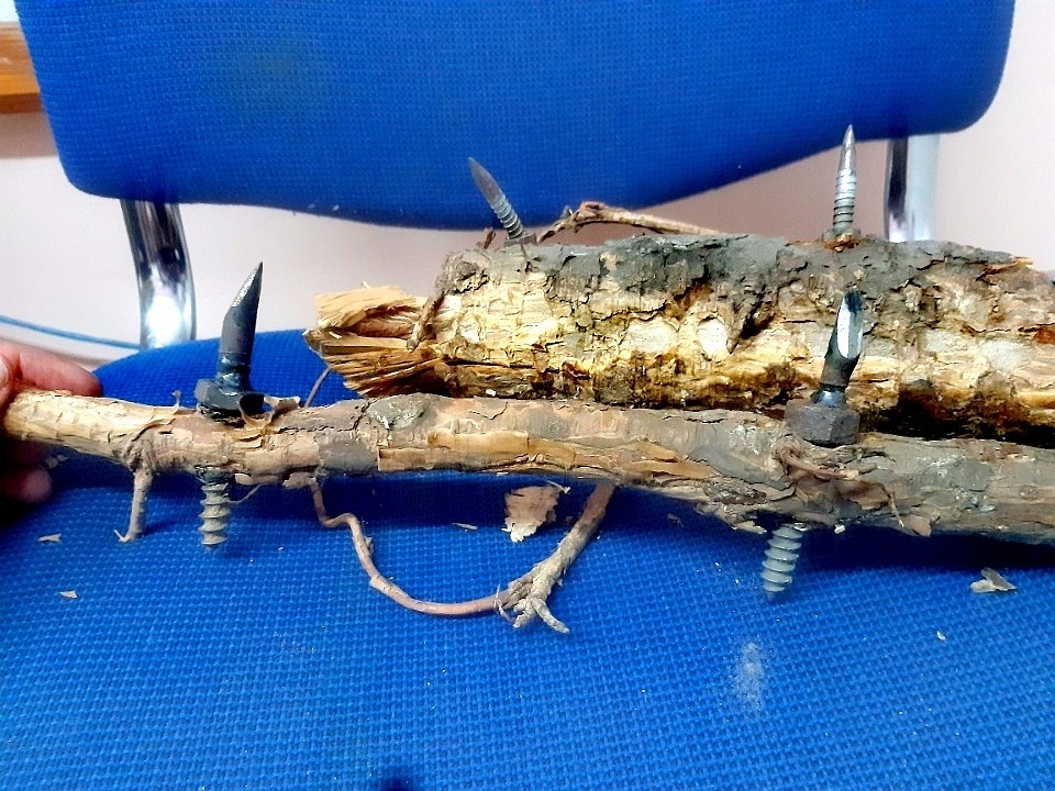 pułapka las wronki  - FB: Nadleśnictwo Wronki